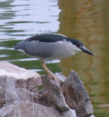 Nycticorax nycticorax