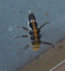 Coccinellidae