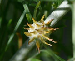 Rhopalomyia utahensis