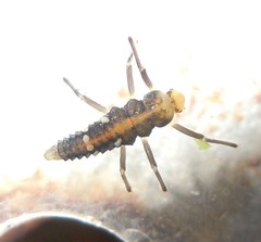 Coccinellidae