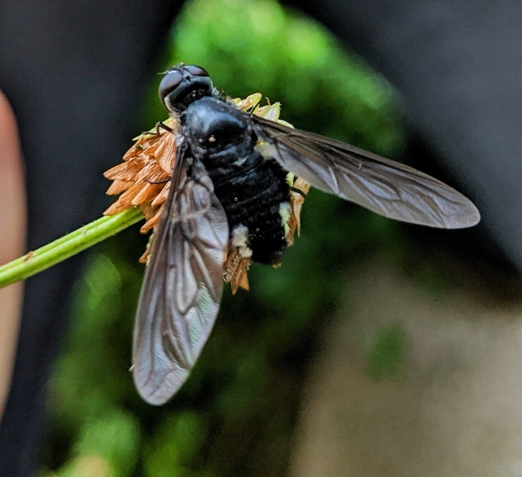 Anthrax aterrimus