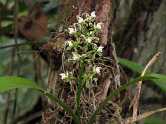 Prosthechea vespa