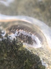 Gnorimosphaeroma oregonense