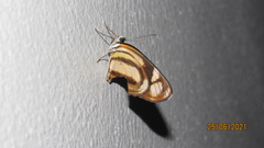 Eresia