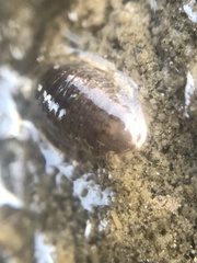 Gnorimosphaeroma oregonense