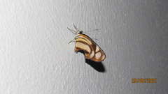 Eresia