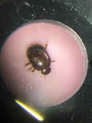 Dactylosternum abdominale