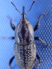 Sphenophorus zeae