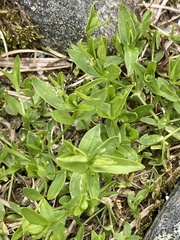 Stellaria borealis