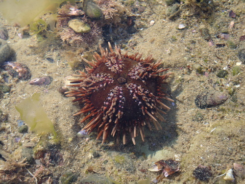 Arbacia dufresnii