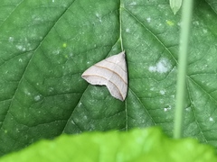 Colobochyla salicalis