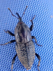 Sphenophorus zeae