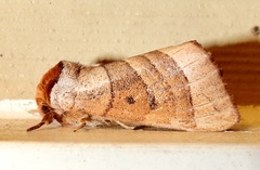 Datana major