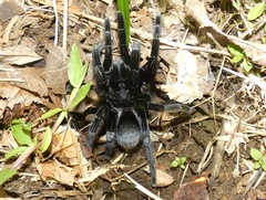 Sericopelma