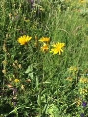 Crepis mollis