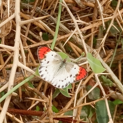 Colotis danae eupompe