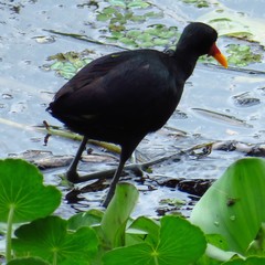 Jacana jacana hypomelaena