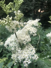 Filipendula ulmaria