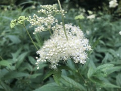 Filipendula ulmaria