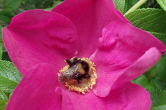 Bombus borealis image