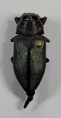 Actenodes mendax