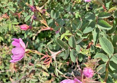 Rosa pisocarpa