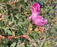 Rosa pisocarpa