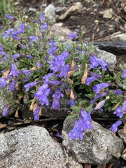 Penstemon caespitosus