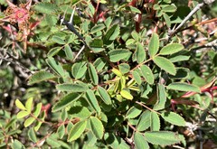 Rosa pisocarpa