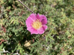 Rosa pisocarpa