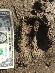 Cervus canadensis nannodes