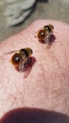 Cephenemyia stimulator