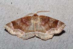 Metarranthis refractaria