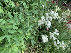 Filipendula ulmaria