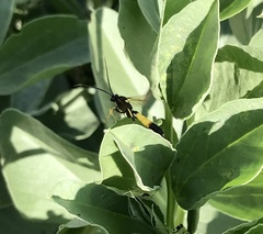 Ichneumon stramentor