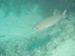 Pterocaesio digramma