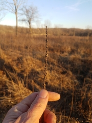 Liatris pycnostachya