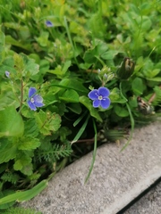 Veronica chamaedrys