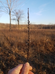 Liatris pycnostachya