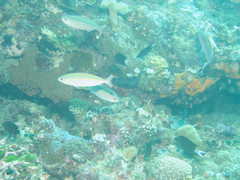 Pterocaesio digramma