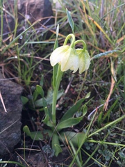 Fritillaria liliacea