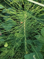 Equisetum telmateia telmateia