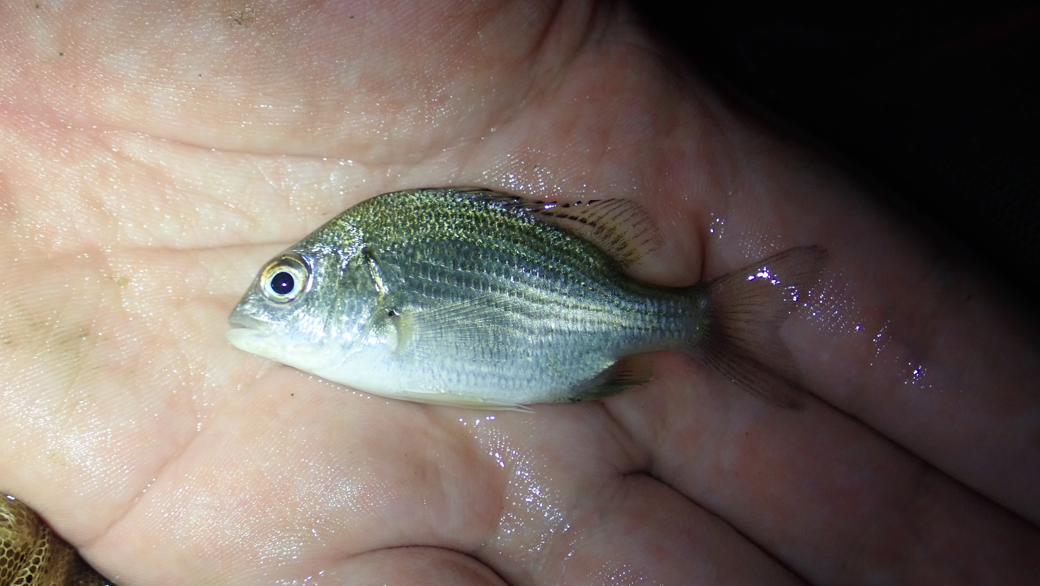 Acanthopagrus Pacificus Iwatsuki Kume And Yoshino 2010