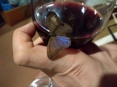 Amiga arnaca
