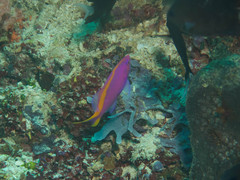 Mirolabrichthys tuka