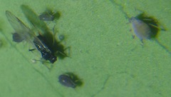 Rhopalosiphum