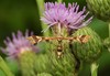 Grape Flower Plume Moth - Photo (c) Joanne Muis Redwood, some rights reserved (CC BY-NC), uploaded by Joanne Muis Redwood
