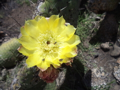 Opuntia oligacantha