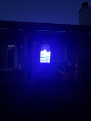 Draeculacephala robinsoni