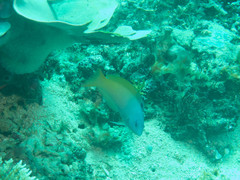 Halichoeres prosopeion